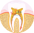 Endodontzia